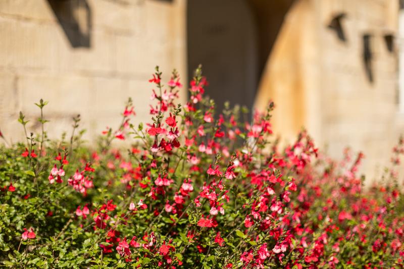 St Catherine's Hospital, Bath - Genel