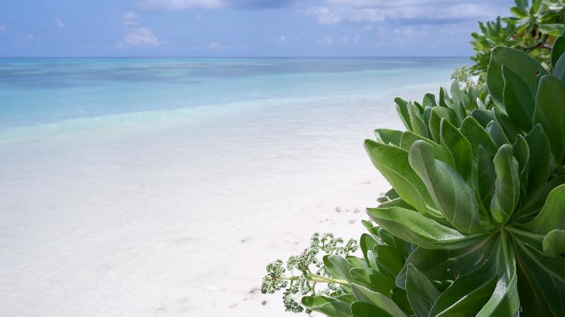 One The Island - Plaj