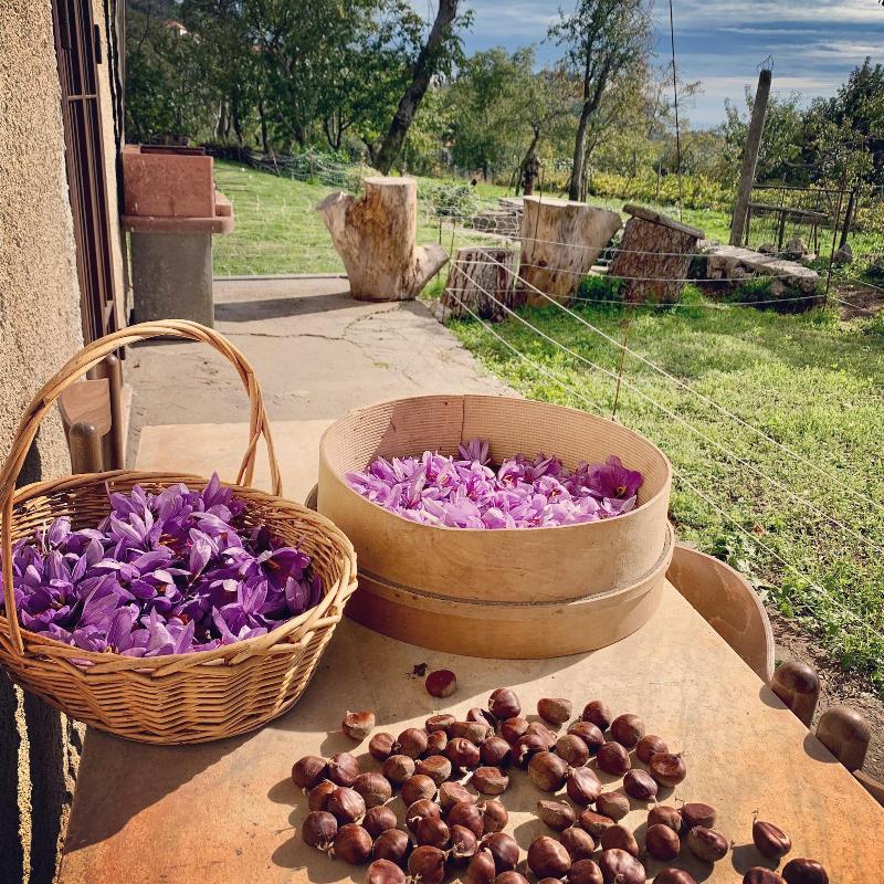 Tenuta Novecento Bio Agriturismo - Aktivite