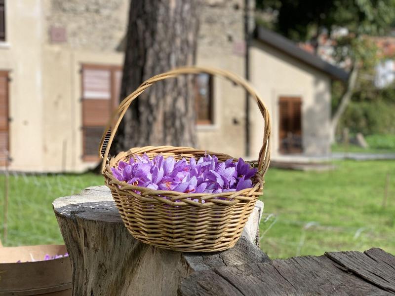 Tenuta Novecento Bio Agriturismo - Aktivite