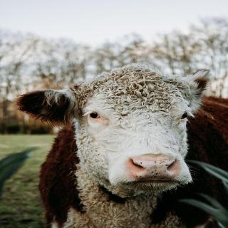 Hotel B B Erve Bruggert fotoÄŸrafÄ±