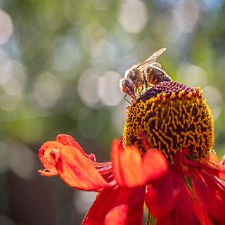 Der Bruckenwirt fotoÄŸrafÄ±