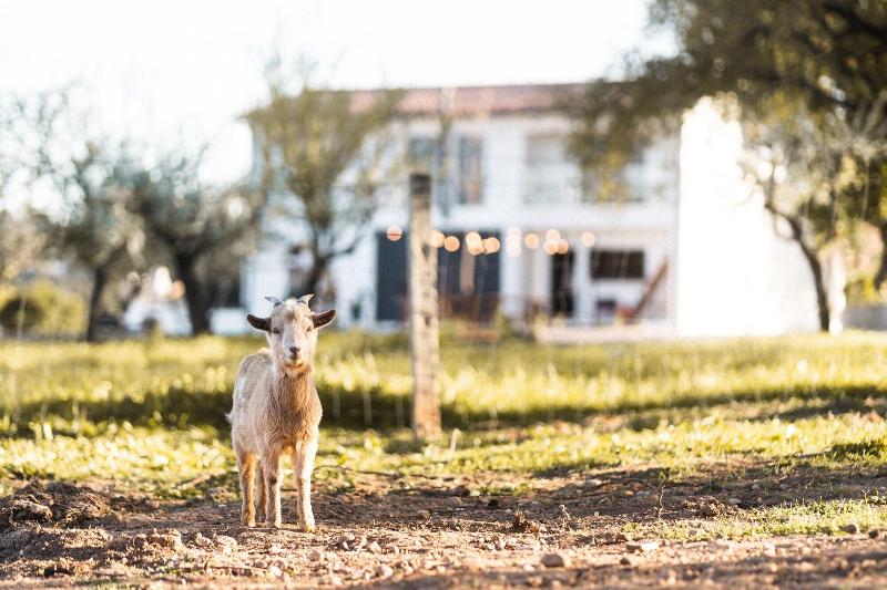 Granja Da Cabrita - Genel
