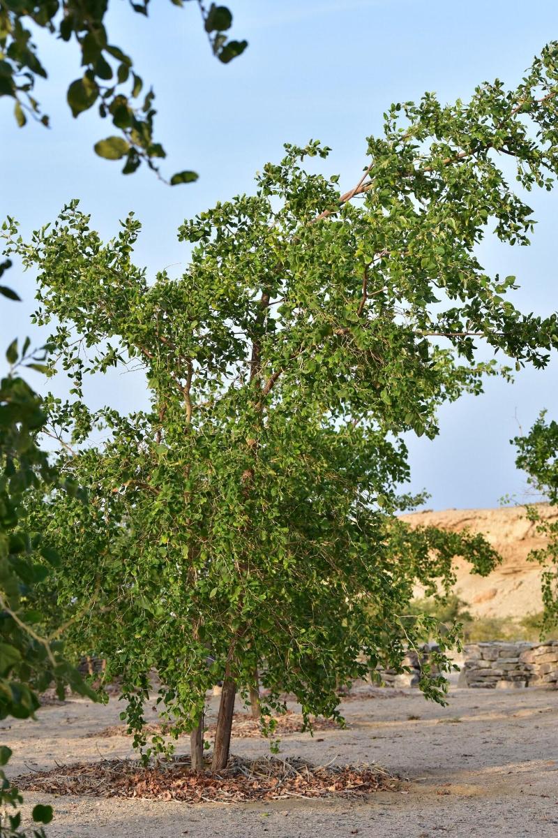 Wadi Sabarah Lodge - Genel