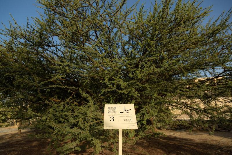 Wadi Sabarah Lodge - Genel