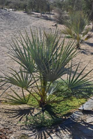 Wadi Sabarah Lodge fotoÄŸrafÄ±