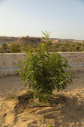 Wadi Sabarah Lodge fotoÄŸrafÄ±