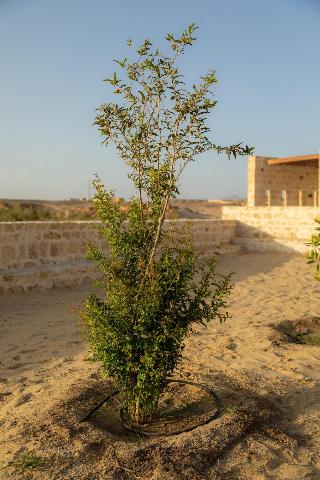 Wadi Sabarah Lodge fotoÄŸrafÄ±