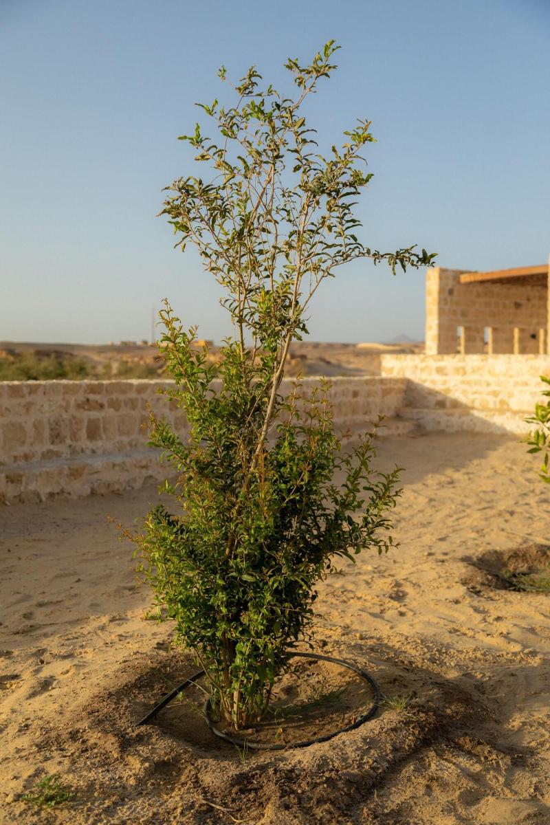 Wadi Sabarah Lodge - Genel
