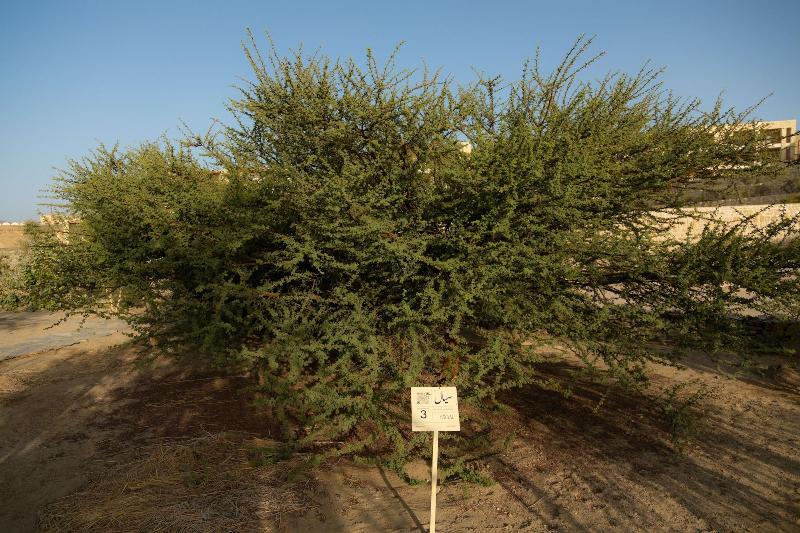 Wadi Sabarah Lodge - Genel