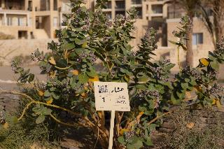 Wadi Sabarah Lodge fotoÄŸrafÄ±
