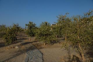 Wadi Sabarah Lodge fotoÄŸrafÄ±