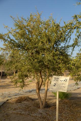 Wadi Sabarah Lodge fotoÄŸrafÄ±