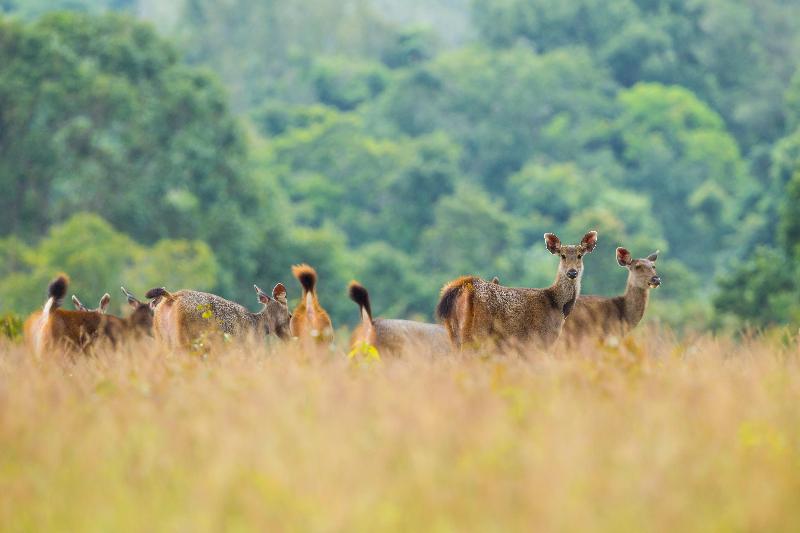 Intercontinental Khao Yai Resort - Genel