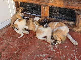 Gojim Casa Rural fotoÄŸrafÄ±