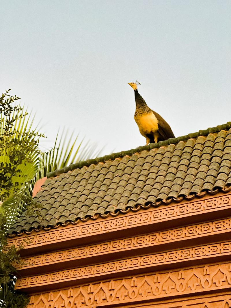 Guest House Qodwa - Lobi