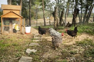 Villa Petriolo fotoÄŸrafÄ±