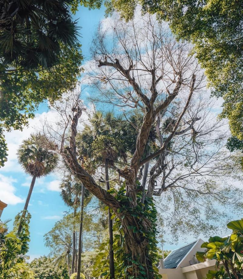 Paradox Resort Phuket - Genel