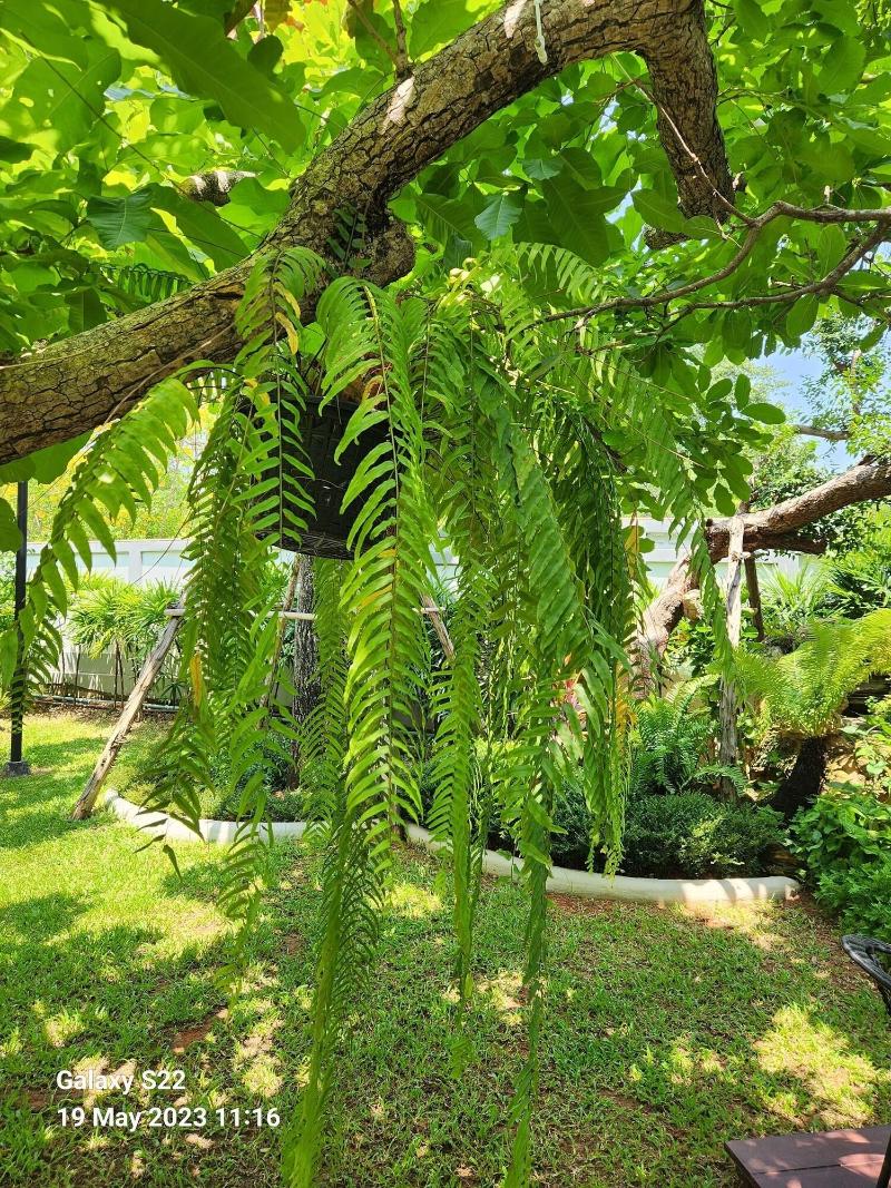 Baan Nern Khao Resort - Genel