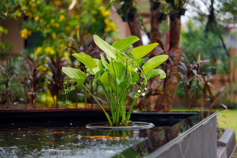 Baan Nern Khao Resort - Genel