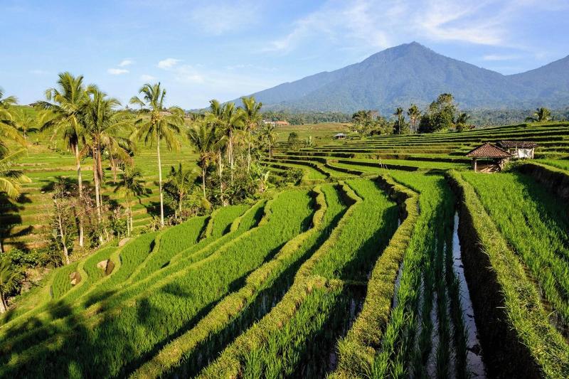 KTS - Kubu Tepi Sawah by ZUZU - Genel