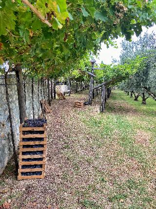 Borgo La Collina fotoÄŸrafÄ±