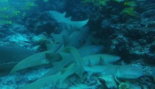 Madi Grand Maldives fotoÄŸrafÄ±