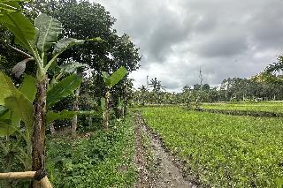 Tiny ECO Bamboo Ubud By Zuzu fotoÄŸrafÄ±