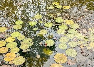 Karina Resort Chiang Mai by ZUZU fotoÄŸrafÄ±