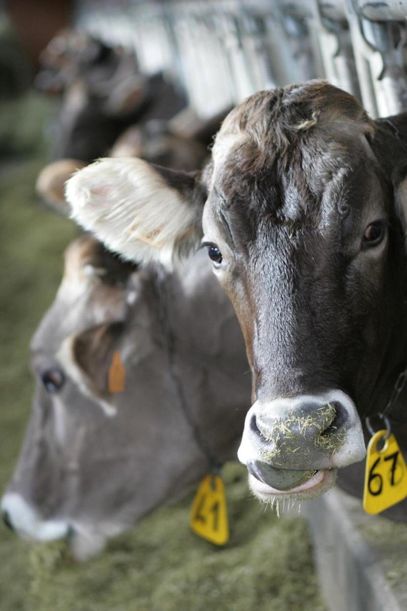 Agriturismo Rini - Genel
