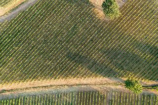 Villa Svetoni Wine Resort fotoÄŸrafÄ±