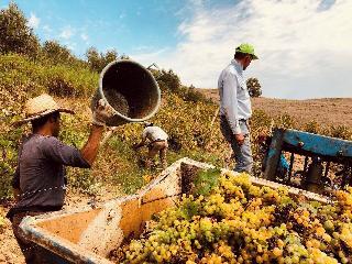 Tenute Baglio Passofondo fotoÄŸrafÄ±