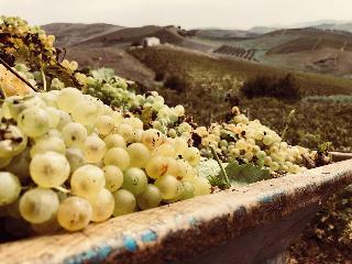 Tenute Baglio Passofondo fotoÄŸrafÄ±