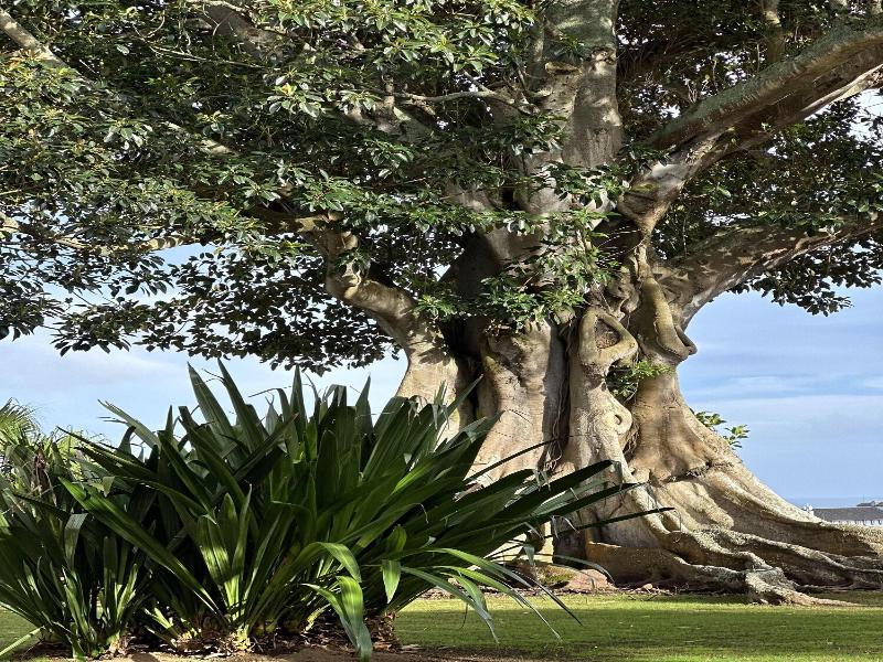 Solar Dos Cantos Botanic House And Garden - Genel