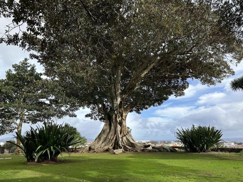 Solar Dos Cantos Botanic House And Garden - Genel