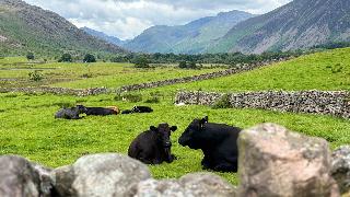 The Strands & Screes Inn fotoÄŸrafÄ±