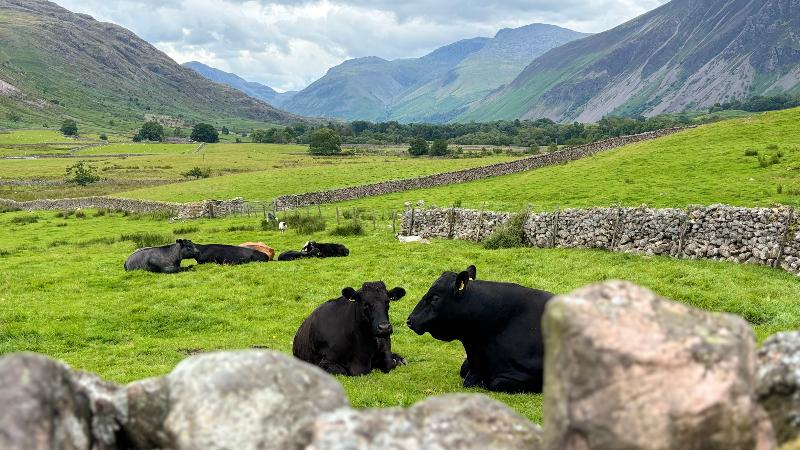 The Strands & Screes Inn - Genel