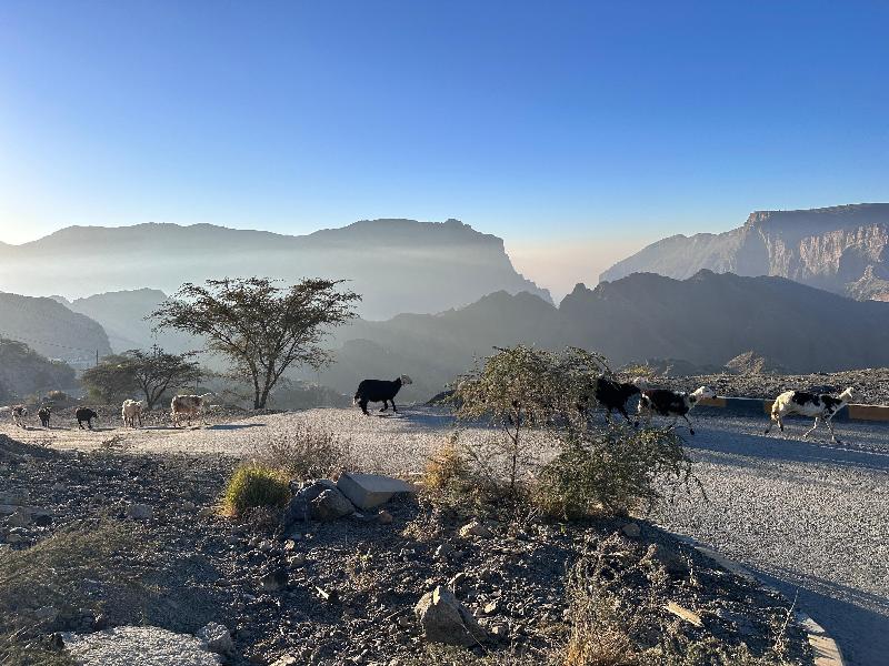 Hotel Indigo Jabal Akhdar Resort & Spa - Genel