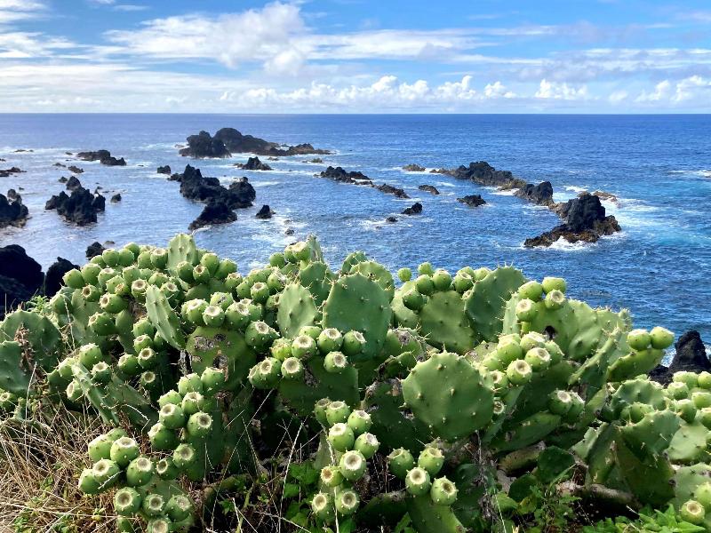 Mercure Ponta Delgada Azores (Abertura No Início D - Aktivite