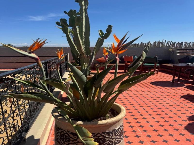 Riad Rodaina - Teras