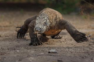 Katamaran Hotel Resort Komodo fotoÄŸrafÄ±