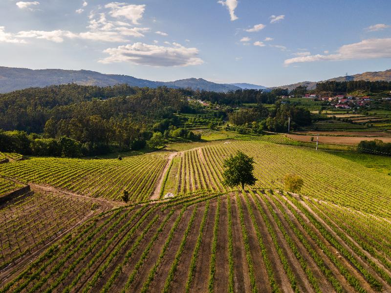 Vila Gale Collection Ponte De Lima Vineyards - Aktivite