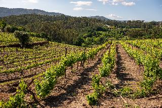 Vila Gale Collection Ponte De Lima Vineyards fotoÄŸrafÄ±