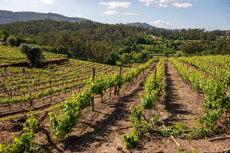 Vila Gale Collection Ponte De Lima Vineyards - Aktivite