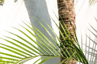 Coco & Pineapple Pants Hostel By Zuzu fotoÄŸrafÄ±