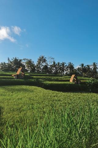 Swaha Retreat & Eco Park Ubud By Zuzu fotoÄŸrafÄ±
