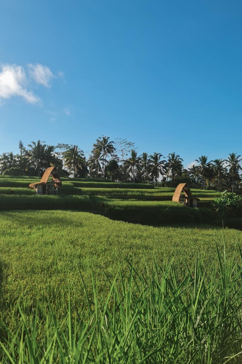 Swaha Retreat & Eco Park Ubud By Zuzu - Genel