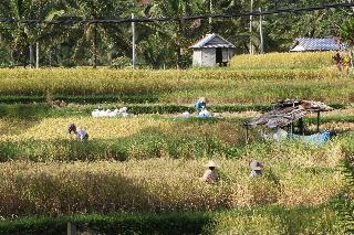 Swaha Retreat & Eco Park Ubud By Zuzu fotoÄŸrafÄ±