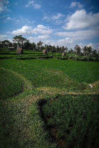 Swaha Retreat & Eco Park Ubud By Zuzu fotoÄŸrafÄ±