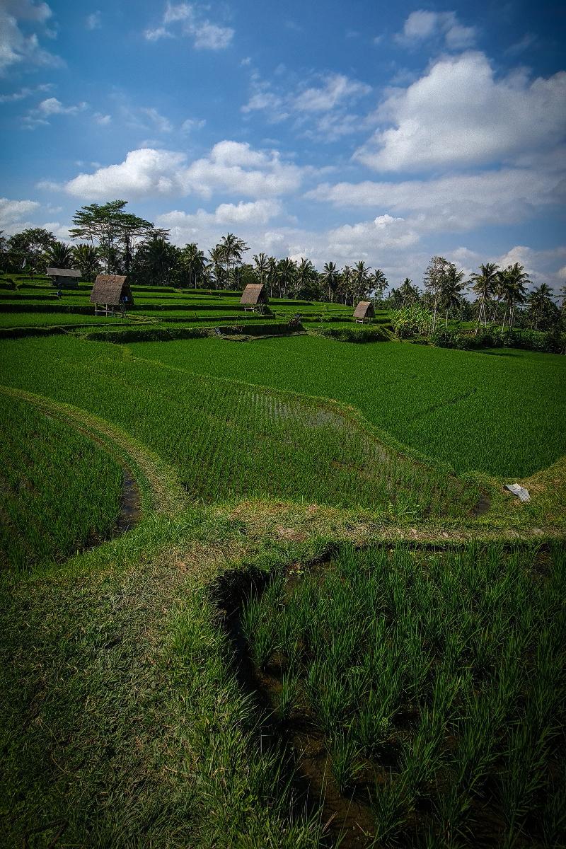 Swaha Retreat & Eco Park Ubud By Zuzu - Genel